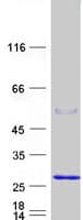 Human FATE1 Protein (Recombinant Myc-DDK (Flag))