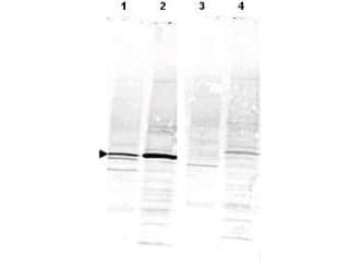 IHC-plus™ CAMK4 / CaMK IV Antibody