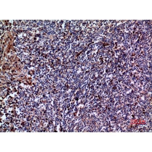 IL28 Antibody (131-180 aa, C-terminal)