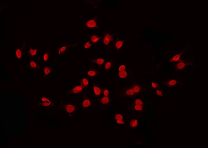GATA4 Antibody