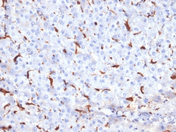 CTSK / Cathepsin K Antibody (clone CTSK/2791)