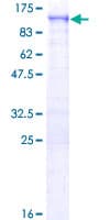 Human USP5 Protein (Recombinant GST)