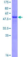 Human CADPS Protein (Recombinant GST)