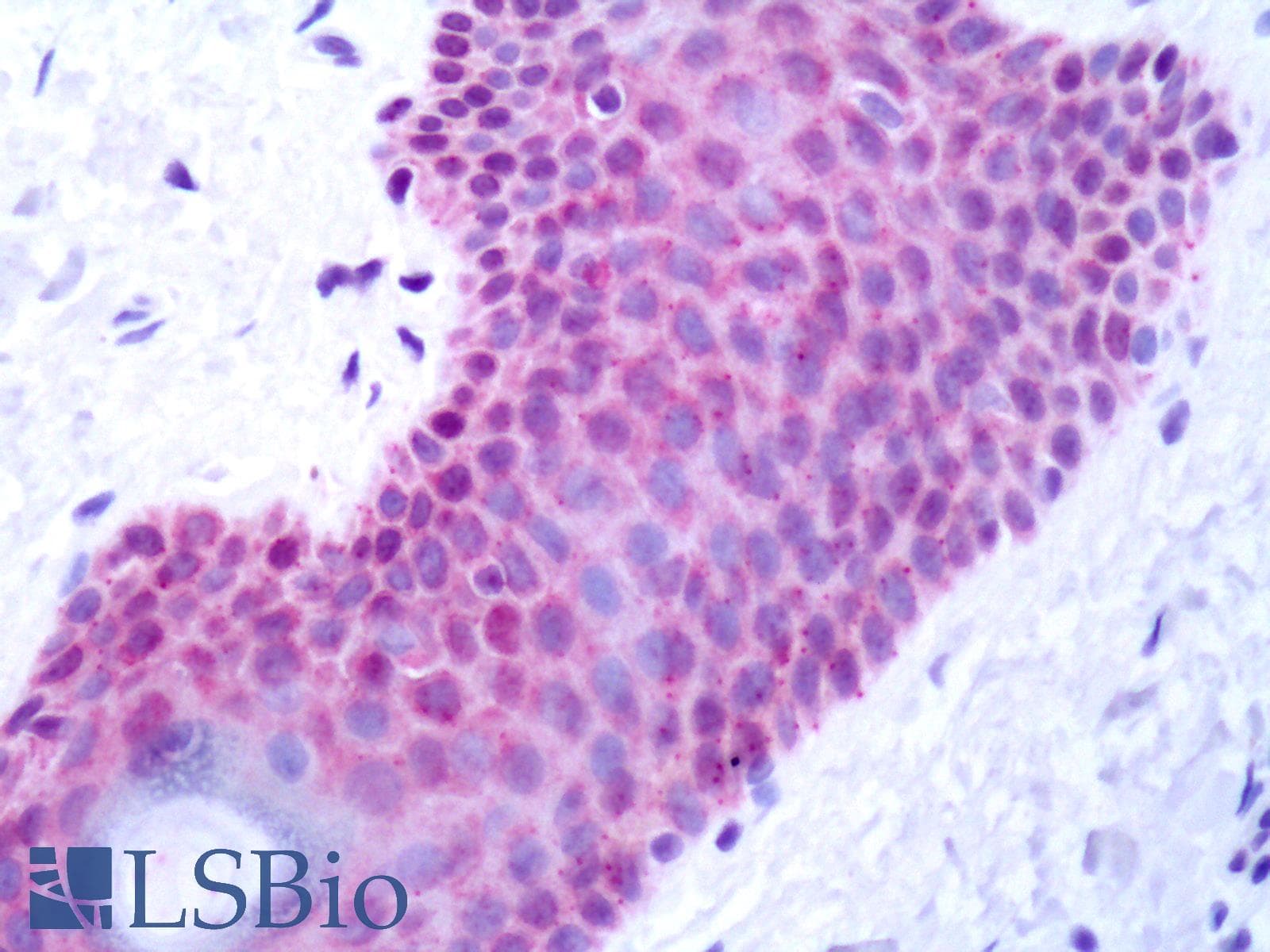 PathPlus™ GALR2 / Galanin Receptor 2 Antibody (C-Terminus)