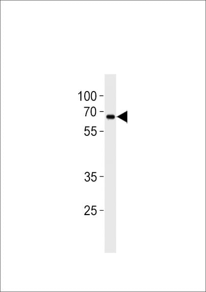 ZNF90 Antibody (aa84-112)