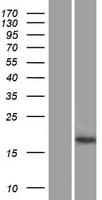 FOXL2NB Protein (Over-Expression Lysate Myc-DDK (Flag))