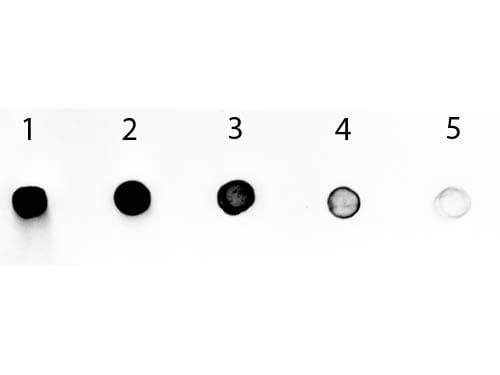 Rabbit Anti-Human IgG Fc Secondary Antibody (AP)