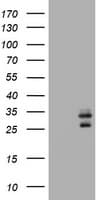 CD99 Antibody (clone OTI5C8)