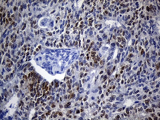 VAX1 Antibody (clone OTI4E5)
