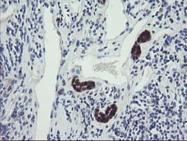 TSC22D1 / TSC22 Antibody (clone OTI3B7)