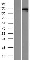 OTOA Protein (Over-Expression Lysate Myc-DDK (Flag))