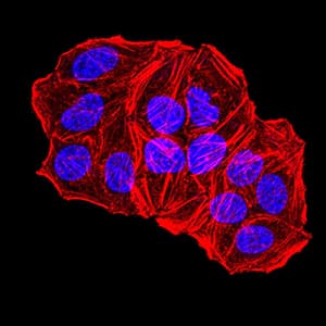TFAP2A / AP-2 Antibody (clone 2H9B5)
