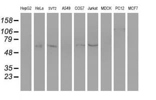 SLC7A8 / LAT2 Antibody (clone 4A6, Carrier-free)