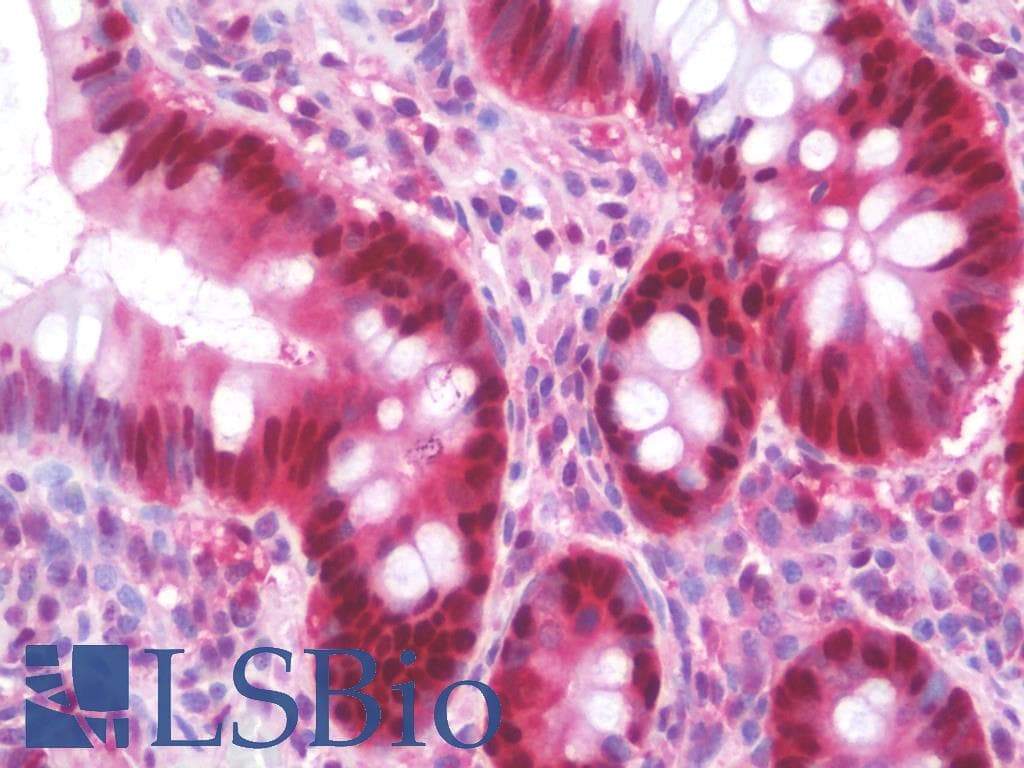 PathPlus™ PCNA Antibody (clone PC10)