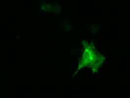 DNAJA2 Antibody (clone OTI3H10)