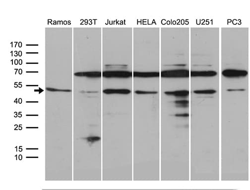 APG4B / ATG4B Antibody (clone OTI1A3)