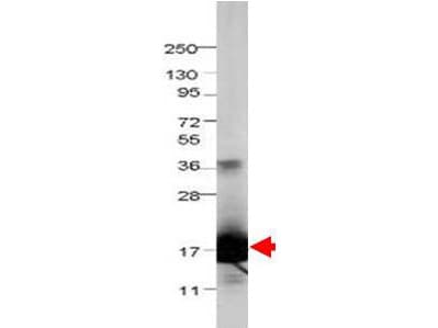 IL36RN / IL1F5 Antibody (Liquid)
