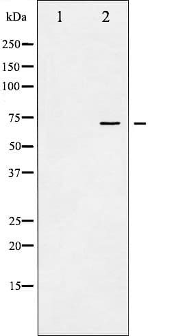 PTPN11 / SHP-2 / NS1 Antibody (phospho-Tyr580)