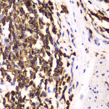 HCLS1 Antibody