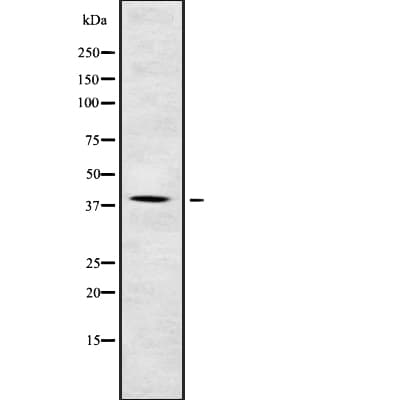 PON1 / ESA Antibody