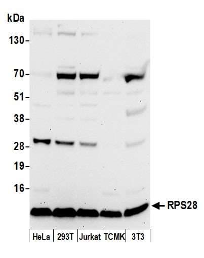 RPS28 / Ribosomal Protein S28 Antibody (aa19-69)