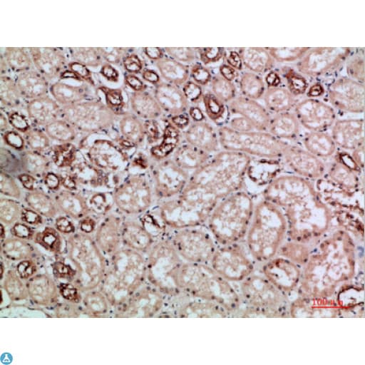 VIL1 / Villin Antibody