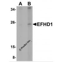 IHC-plus™ EFHD1 Antibody