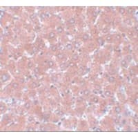 WDR74 Antibody
