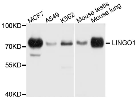 LINGO1 Antibody
