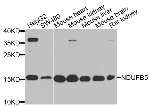 NDUFB5 Antibody