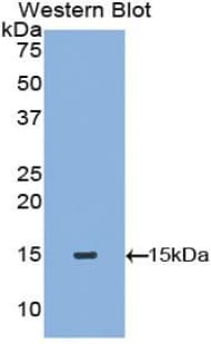 Tryptase Antibody (aa151-275, APC)
