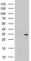 TOMM34 Antibody (clone OTI2D8)