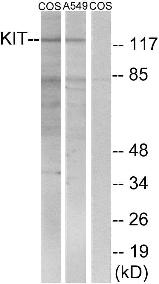 c-Kit / CD117 Antibody (aa688-737)