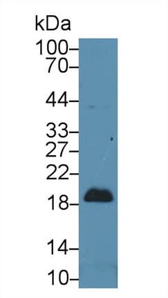 PTN / Pleiotrophin Antibody (aa33-168, PE)