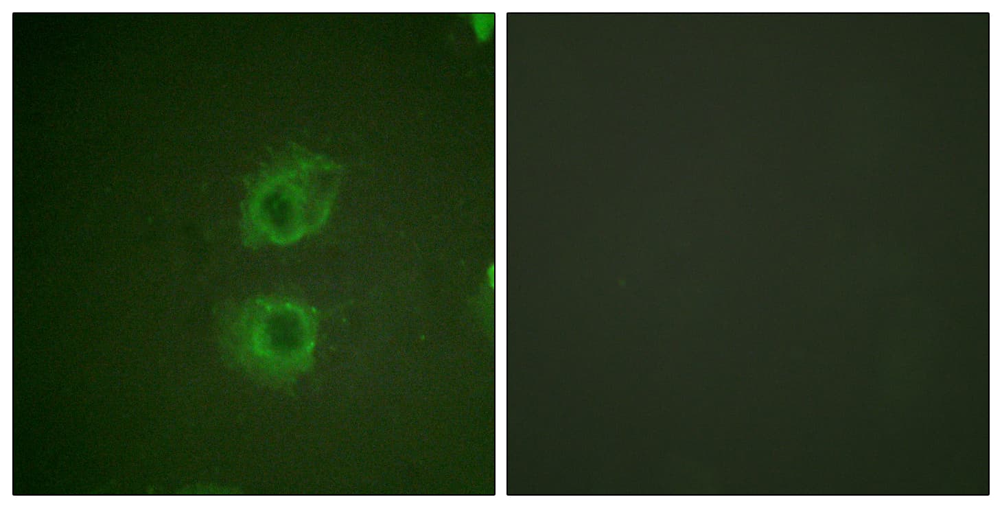 ERBB3 / HER3 Antibody (aa1191-1240)