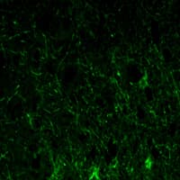 GFAP Antibody (clone 6A6)