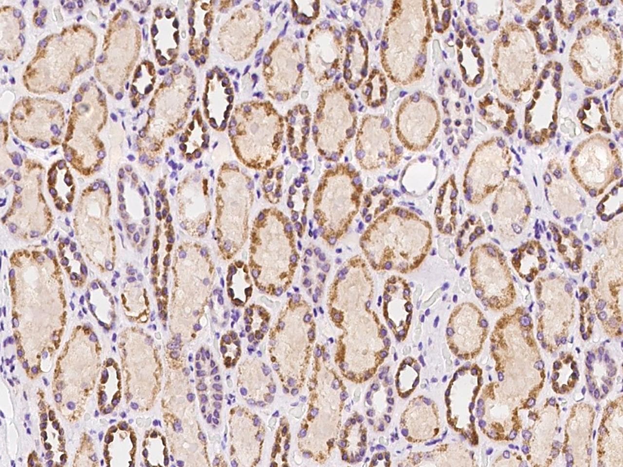 Polyclonal Rabbit anti-Human SERINC3 Antibody (IHC)