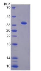 Mouse LRRC54 / TSK Protein (Recombinant His-T7)