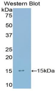 LYAR Antibody (aa288-379)
