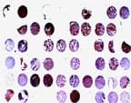 BAR / BFAR Antibody (aa3-21)