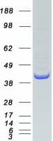 Human COPS5 / JAB1 Protein (Recombinant Myc-DDK (Flag))