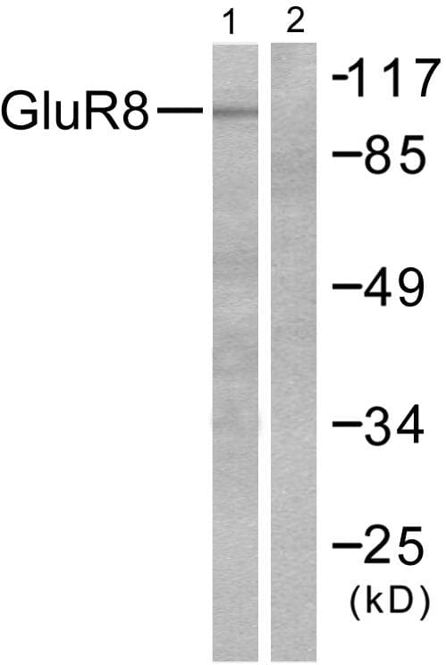 GRM8 / MGLUR8 Antibody
