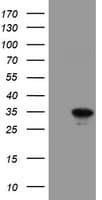 RBPMS / Hermes Antibody (clone OTI4H6)