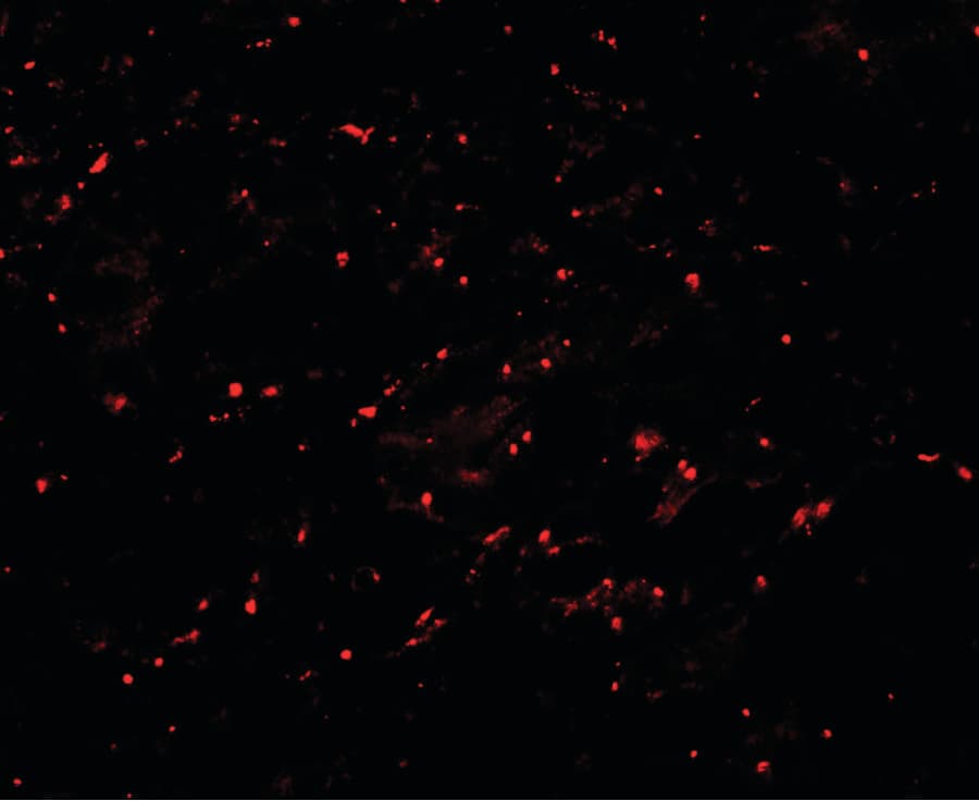 IHC-plus™ LPIN1 / Lipin 1 Antibody