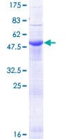 Human ERGIC2 Protein (Recombinant GST)
