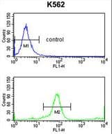 Polyclonal Rabbit anti-Human KIR3DL3 / CD158z Antibody (aa132-158, IHC, WB)
