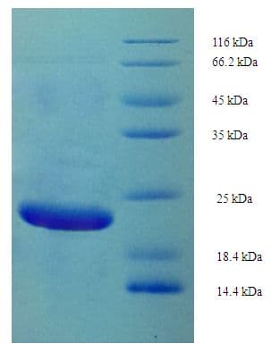 Saccharomyces cerevisiae AGA2 Protein (Recombinant His-SUMO)