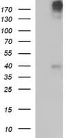 Monoclonal Mouse anti-Human PLB1 Antibody (clone OTI1D3, WB)