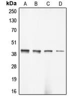ACTG2 Antibody (N-Terminus)