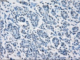 PSMA7 Antibody (clone OTI2A7, Carrier-free)